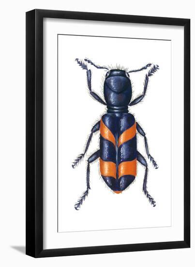 Checkered Beetle (Trichodes Apiarius), Insects-Encyclopaedia Britannica-Framed Art Print