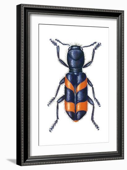 Checkered Beetle (Trichodes Apiarius), Insects-Encyclopaedia Britannica-Framed Art Print