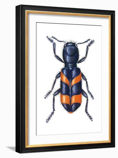 Checkered Beetle (Trichodes Apiarius), Insects-Encyclopaedia Britannica-Framed Art Print