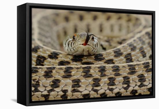 Checkered Garter Snake coiled with tongue out, Texas, USA-Rolf Nussbaumer-Framed Premier Image Canvas