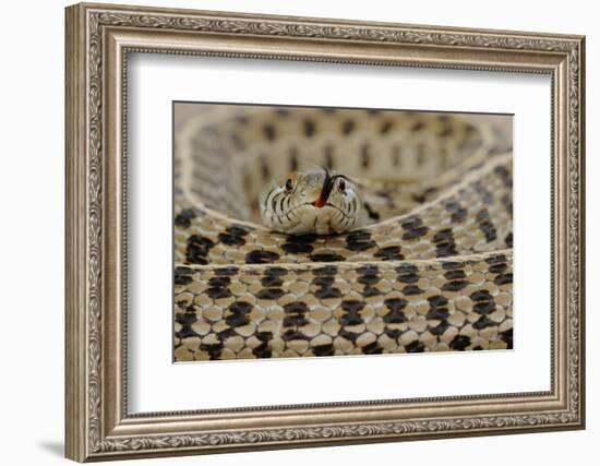 Checkered Garter Snake coiled with tongue out, Texas, USA-Rolf Nussbaumer-Framed Photographic Print