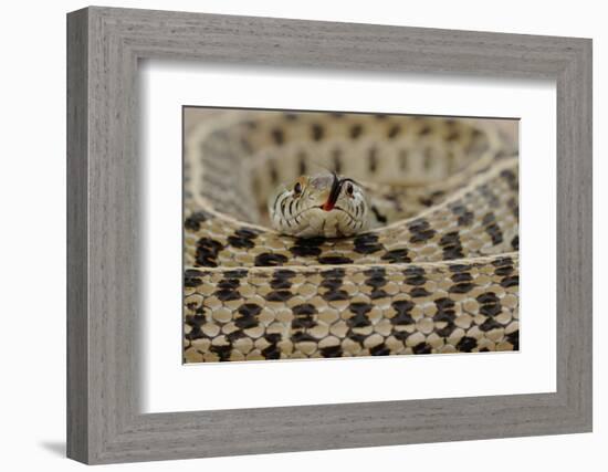 Checkered Garter Snake coiled with tongue out, Texas, USA-Rolf Nussbaumer-Framed Photographic Print