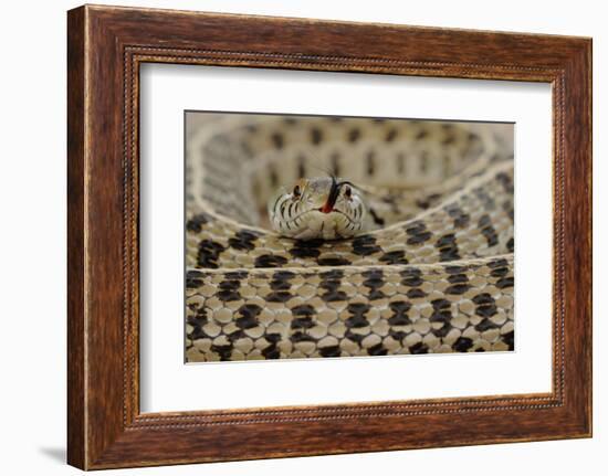 Checkered Garter Snake coiled with tongue out, Texas, USA-Rolf Nussbaumer-Framed Photographic Print