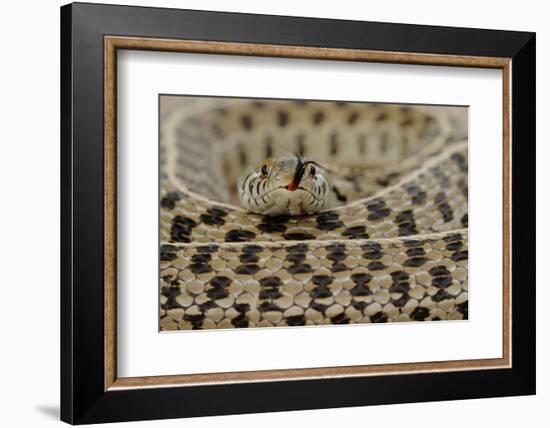 Checkered Garter Snake coiled with tongue out, Texas, USA-Rolf Nussbaumer-Framed Photographic Print