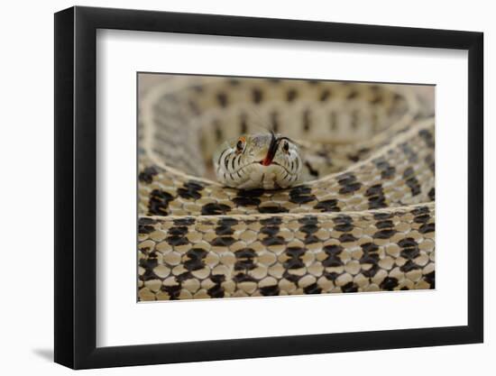 Checkered Garter Snake coiled with tongue out, Texas, USA-Rolf Nussbaumer-Framed Photographic Print