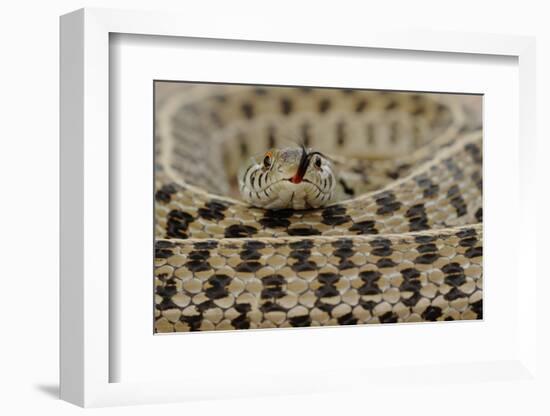 Checkered Garter Snake coiled with tongue out, Texas, USA-Rolf Nussbaumer-Framed Photographic Print