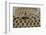Checkered Garter Snake coiled with tongue out, Texas, USA-Rolf Nussbaumer-Framed Photographic Print