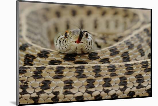 Checkered Garter Snake coiled with tongue out, Texas, USA-Rolf Nussbaumer-Mounted Photographic Print