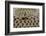 Checkered Garter Snake coiled with tongue out, Texas, USA-Rolf Nussbaumer-Framed Photographic Print