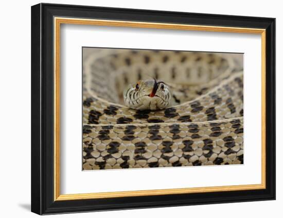 Checkered Garter Snake coiled with tongue out, Texas, USA-Rolf Nussbaumer-Framed Photographic Print