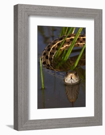 Checkered Garter Snake (Thamnophis Marcianus) Laredo Borderlands, Texas, USA. April-Claudio Contreras-Framed Photographic Print