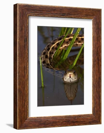 Checkered Garter Snake (Thamnophis Marcianus) Laredo Borderlands, Texas, USA. April-Claudio Contreras-Framed Photographic Print