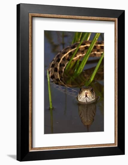 Checkered Garter Snake (Thamnophis Marcianus) Laredo Borderlands, Texas, USA. April-Claudio Contreras-Framed Photographic Print