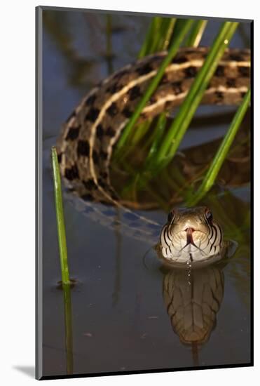 Checkered Garter Snake (Thamnophis Marcianus) Laredo Borderlands, Texas, USA. April-Claudio Contreras-Mounted Photographic Print