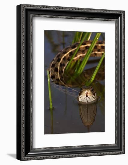 Checkered Garter Snake (Thamnophis Marcianus) Laredo Borderlands, Texas, USA. April-Claudio Contreras-Framed Photographic Print