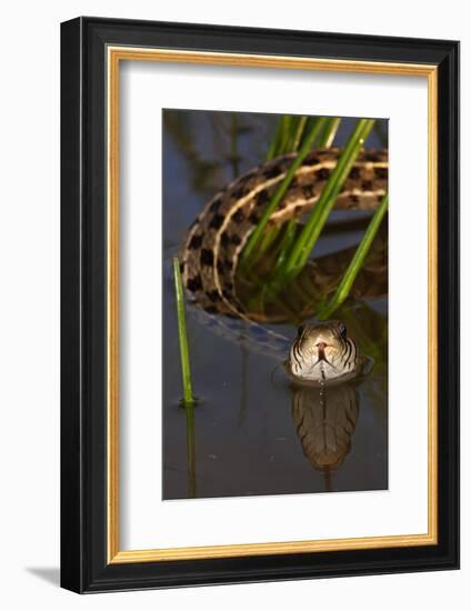 Checkered Garter Snake (Thamnophis Marcianus) Laredo Borderlands, Texas, USA. April-Claudio Contreras-Framed Photographic Print