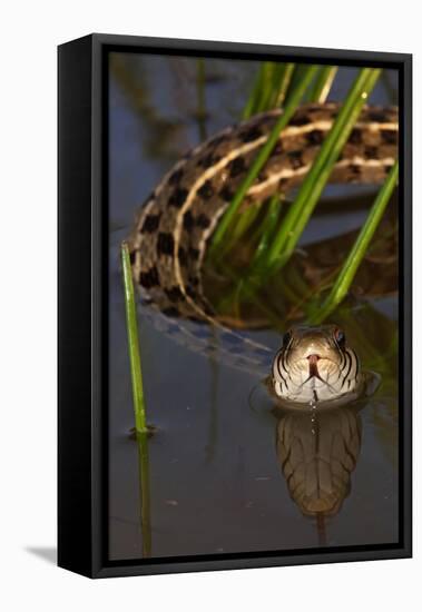 Checkered Garter Snake (Thamnophis Marcianus) Laredo Borderlands, Texas, USA. April-Claudio Contreras-Framed Premier Image Canvas