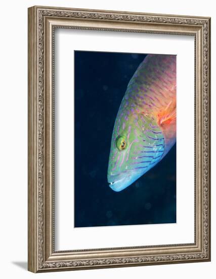 Cheek-Lined Wrasse (Oxycheilinus Digramma), Matangi Island, Vanua Levu, Fiji, Pacific-Louise Murray-Framed Photographic Print