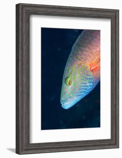 Cheek-Lined Wrasse (Oxycheilinus Digramma), Matangi Island, Vanua Levu, Fiji, Pacific-Louise Murray-Framed Photographic Print