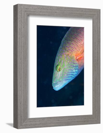 Cheek-Lined Wrasse (Oxycheilinus Digramma), Matangi Island, Vanua Levu, Fiji, Pacific-Louise Murray-Framed Photographic Print