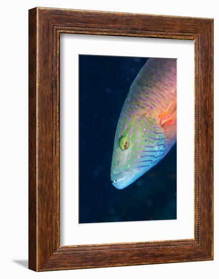 Cheek-Lined Wrasse (Oxycheilinus Digramma), Matangi Island, Vanua Levu, Fiji, Pacific-Louise Murray-Framed Photographic Print