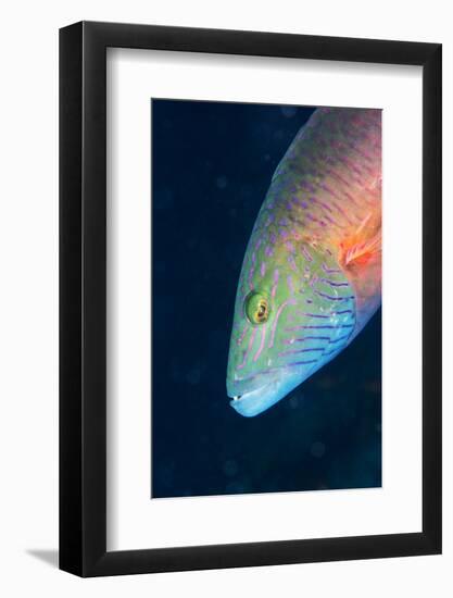 Cheek-Lined Wrasse (Oxycheilinus Digramma), Matangi Island, Vanua Levu, Fiji, Pacific-Louise Murray-Framed Photographic Print