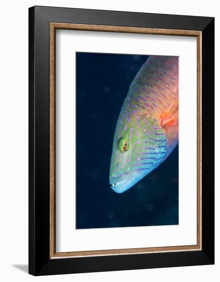 Cheek-Lined Wrasse (Oxycheilinus Digramma), Matangi Island, Vanua Levu, Fiji, Pacific-Louise Murray-Framed Photographic Print