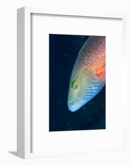 Cheek-Lined Wrasse (Oxycheilinus Digramma), Matangi Island, Vanua Levu, Fiji, Pacific-Louise Murray-Framed Photographic Print