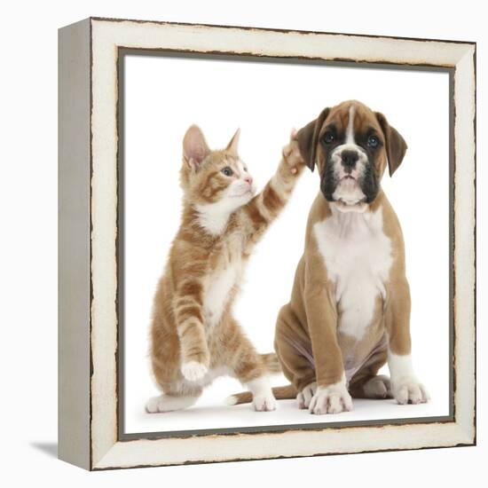 Cheeky Ginger Kitten, Ollie, 10 Weeks, Reaching Up and Batting the Ear of Boxer Puppy-Mark Taylor-Framed Premier Image Canvas