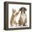 Cheeky Ginger Kitten, Ollie, 10 Weeks, Reaching Up and Batting the Ear of Boxer Puppy-Mark Taylor-Framed Premier Image Canvas