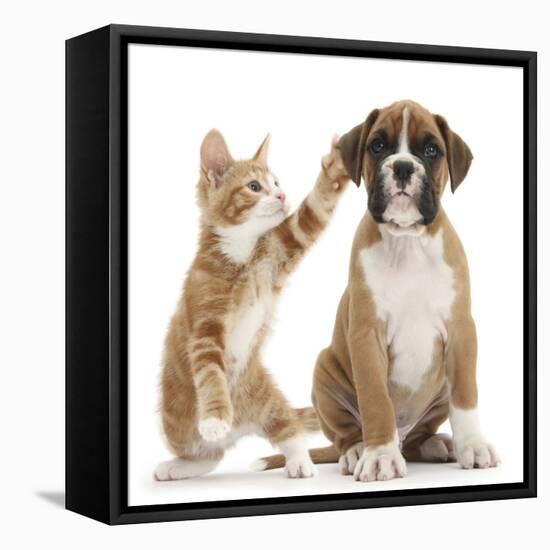 Cheeky Ginger Kitten, Ollie, 10 Weeks, Reaching Up and Batting the Ear of Boxer Puppy-Mark Taylor-Framed Premier Image Canvas