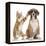 Cheeky Ginger Kitten, Ollie, 10 Weeks, Reaching Up and Batting the Ear of Boxer Puppy-Mark Taylor-Framed Premier Image Canvas