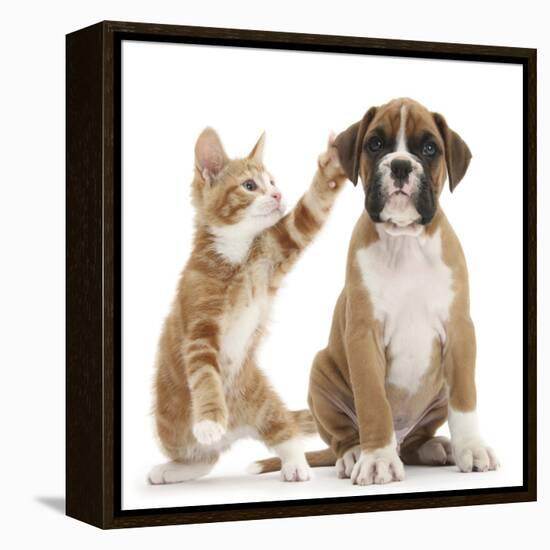 Cheeky Ginger Kitten, Ollie, 10 Weeks, Reaching Up and Batting the Ear of Boxer Puppy-Mark Taylor-Framed Premier Image Canvas