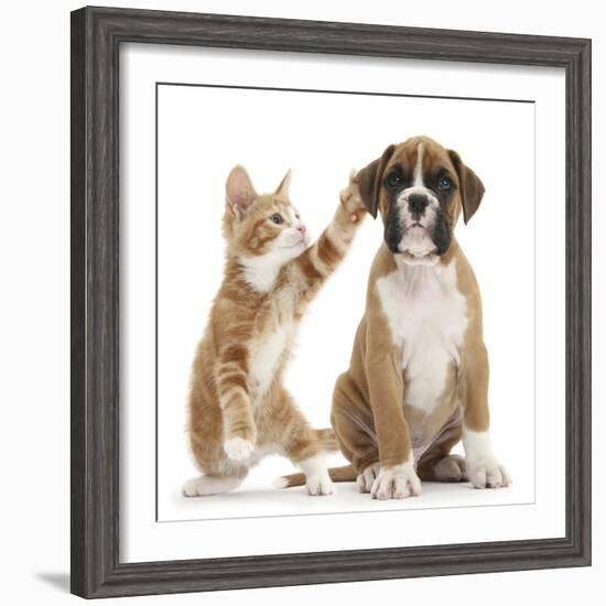 Cheeky Ginger Kitten, Ollie, 10 Weeks, Reaching Up and Batting the Ear of Boxer Puppy-Mark Taylor-Framed Photographic Print