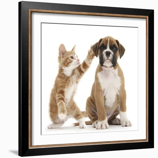 Cheeky Ginger Kitten, Ollie, 10 Weeks, Reaching Up and Batting the Ear of Boxer Puppy-Mark Taylor-Framed Photographic Print