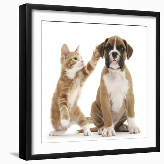 Cheeky Ginger Kitten, Ollie, 10 Weeks, Reaching Up and Batting the Ear of Boxer Puppy-Mark Taylor-Framed Photographic Print
