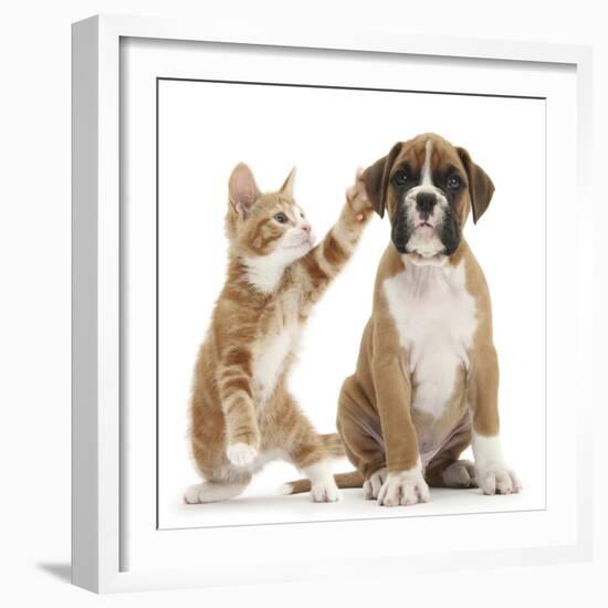 Cheeky Ginger Kitten, Ollie, 10 Weeks, Reaching Up and Batting the Ear of Boxer Puppy-Mark Taylor-Framed Photographic Print