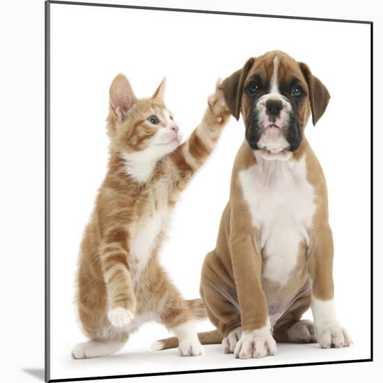 Cheeky Ginger Kitten, Ollie, 10 Weeks, Reaching Up and Batting the Ear of Boxer Puppy-Mark Taylor-Mounted Photographic Print