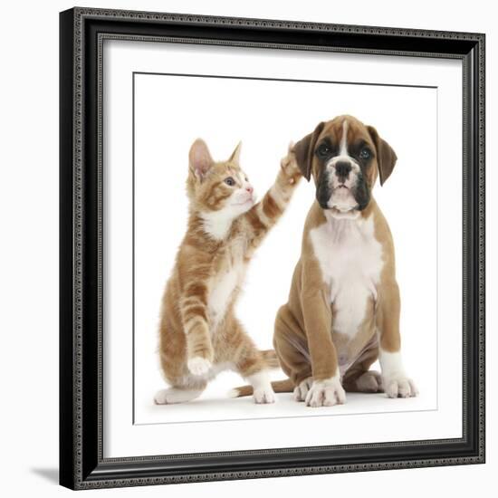 Cheeky Ginger Kitten, Ollie, 10 Weeks, Reaching Up and Batting the Ear of Boxer Puppy-Mark Taylor-Framed Photographic Print