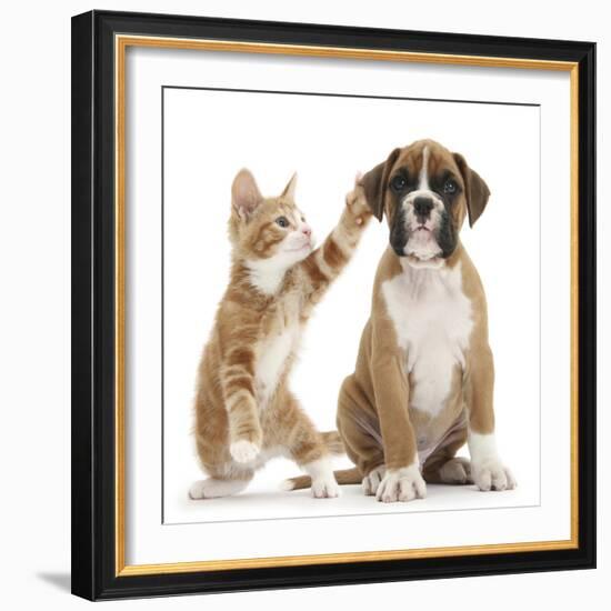 Cheeky Ginger Kitten, Ollie, 10 Weeks, Reaching Up and Batting the Ear of Boxer Puppy-Mark Taylor-Framed Photographic Print