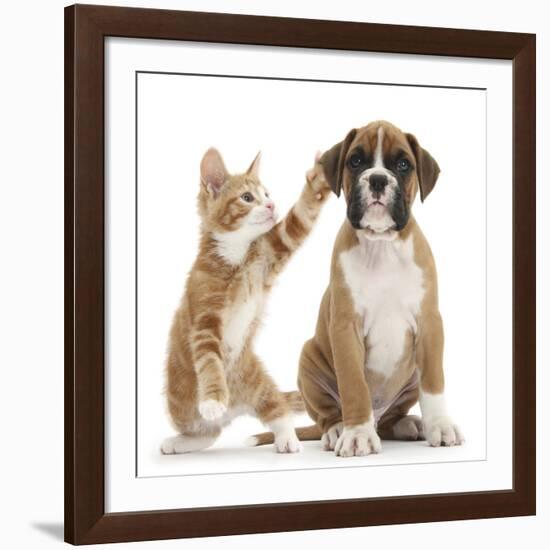 Cheeky Ginger Kitten, Ollie, 10 Weeks, Reaching Up and Batting the Ear of Boxer Puppy-Mark Taylor-Framed Giclee Print