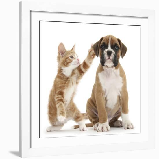 Cheeky Ginger Kitten, Ollie, 10 Weeks, Reaching Up and Batting the Ear of Boxer Puppy-Mark Taylor-Framed Giclee Print