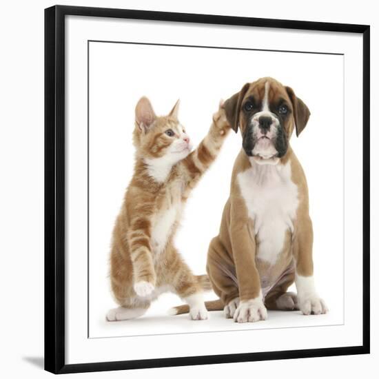 Cheeky Ginger Kitten, Ollie, 10 Weeks, Reaching Up and Batting the Ear of Boxer Puppy-Mark Taylor-Framed Giclee Print