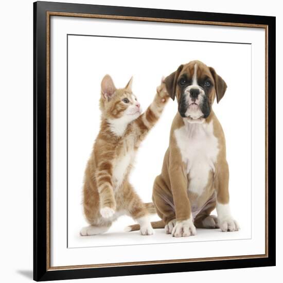 Cheeky Ginger Kitten, Ollie, 10 Weeks, Reaching Up and Batting the Ear of Boxer Puppy-Mark Taylor-Framed Giclee Print