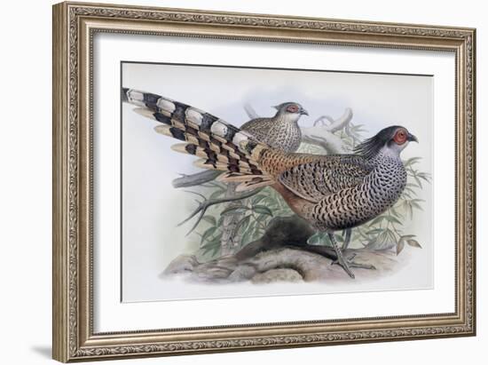 Cheer-John Gould-Framed Giclee Print