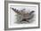 Cheer-John Gould-Framed Giclee Print