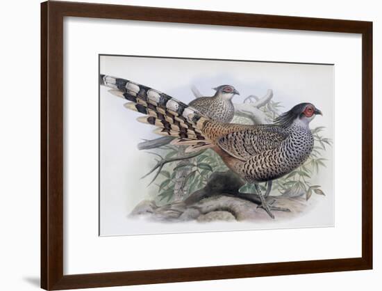 Cheer-John Gould-Framed Giclee Print