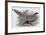 Cheer-John Gould-Framed Giclee Print