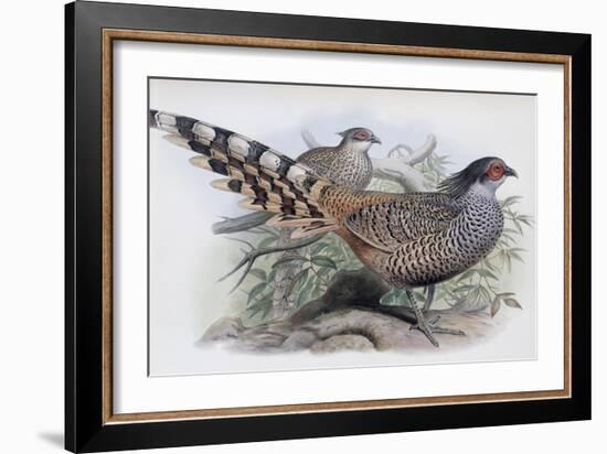 Cheer-John Gould-Framed Giclee Print