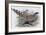 Cheer-John Gould-Framed Giclee Print